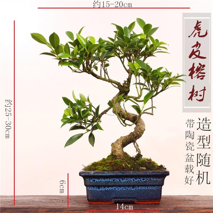 2025盆景台湾虎皮齐根榕树盆景盆景结果绿植室内好杨耐干植物