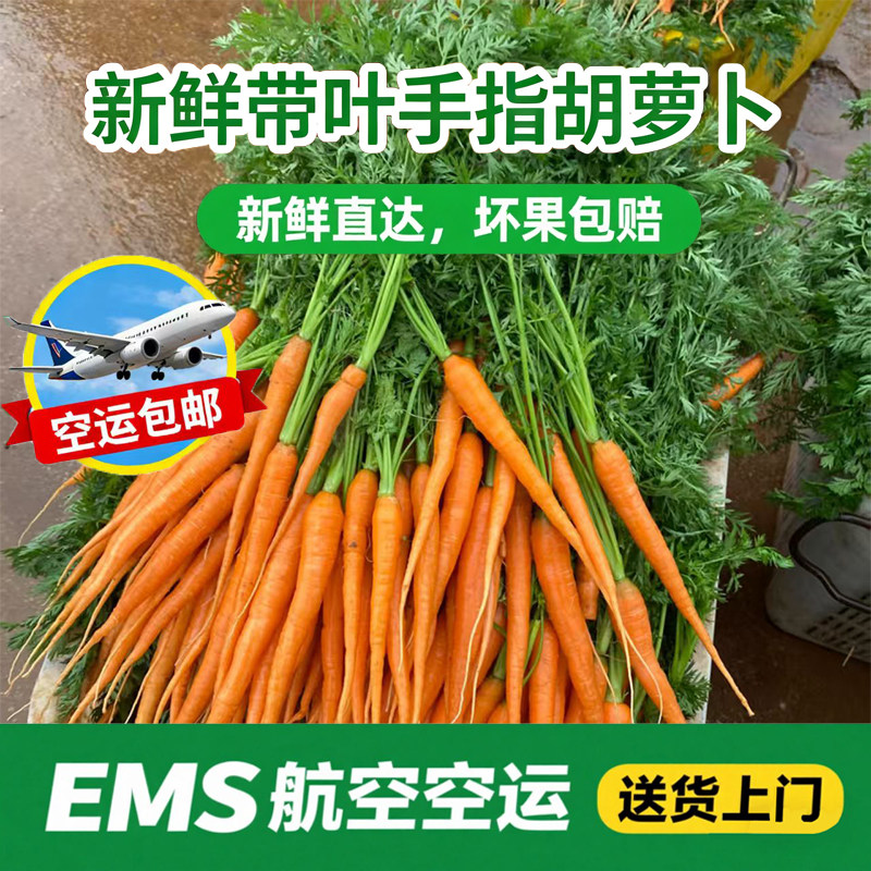 新鲜带叶手指胡萝卜宝宝宴会带缨
