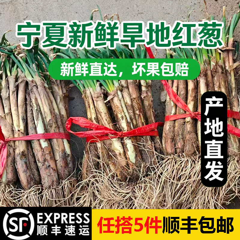 宁夏旱地红葱西北红皮葱大葱炒菜