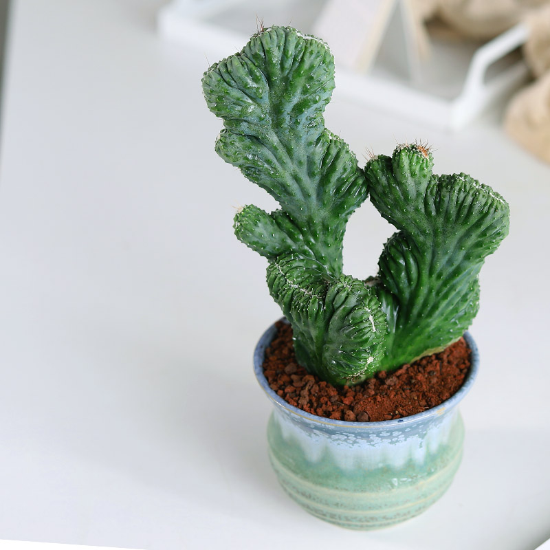 五指山仙人掌盆栽多肉植物大颗室内稀有品种耐旱小绿植电脑防辐射