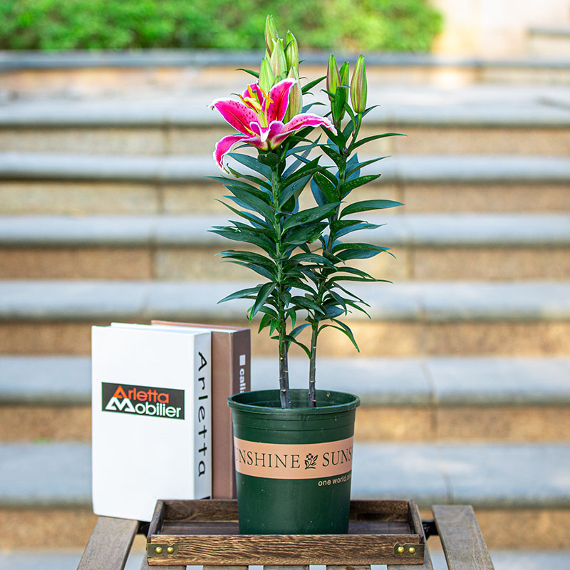 百合花盆栽室内阳台室外庭院好养植物香水百合绿植浓香花卉带花苞