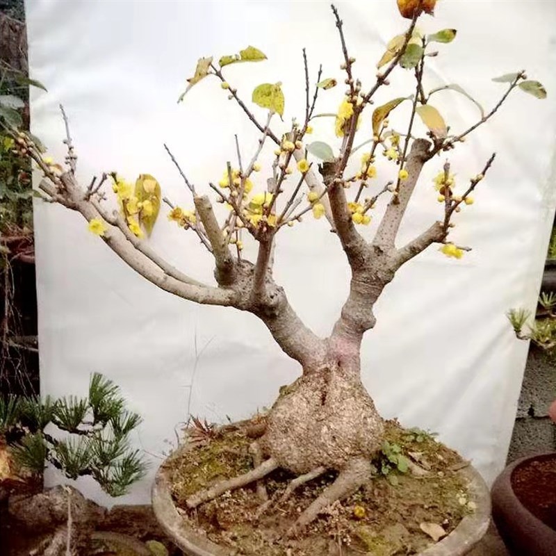 素心腊梅花树苗盆栽花卉 原生梅花盆景庭院阳台浓香型耐寒植物