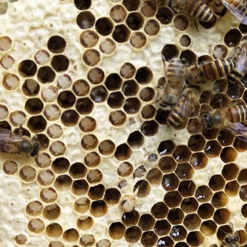 巢虫药巢虫一喷灵白头蛹棉虫药巢虫清木片康宽巢虫净棉虫净巢虫灵