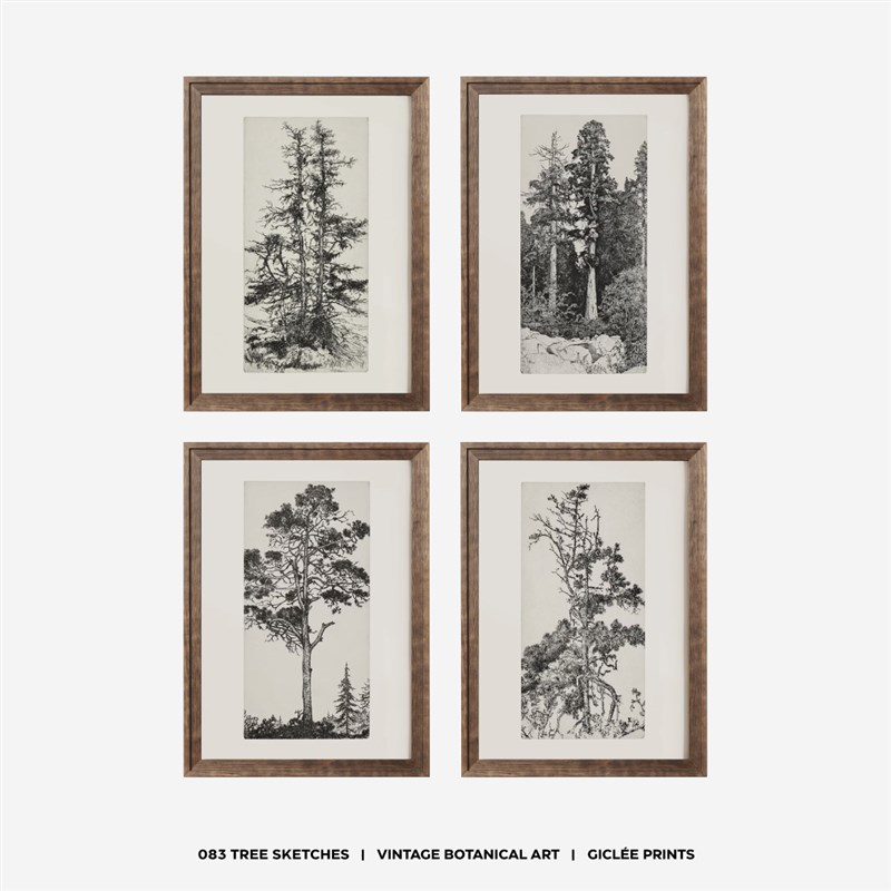 WEDWbORKS 中古植物树黑白素描艺术组合装饰画 法式复古客厅挂画图片