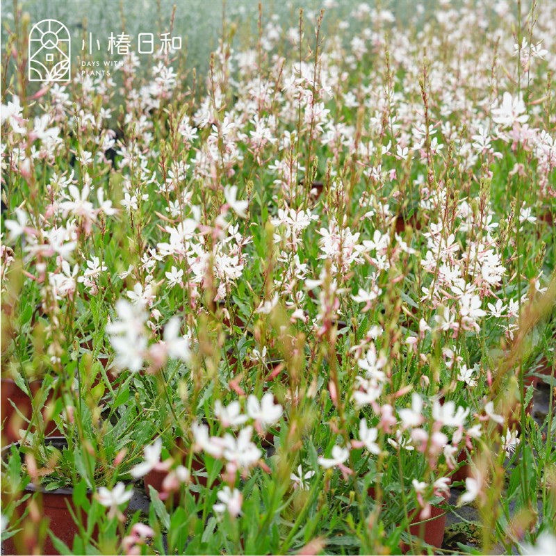 小椿日和 千鸟花山桃花白色粉色庭院盆栽花卉喜光耐半阴新奇趣味
