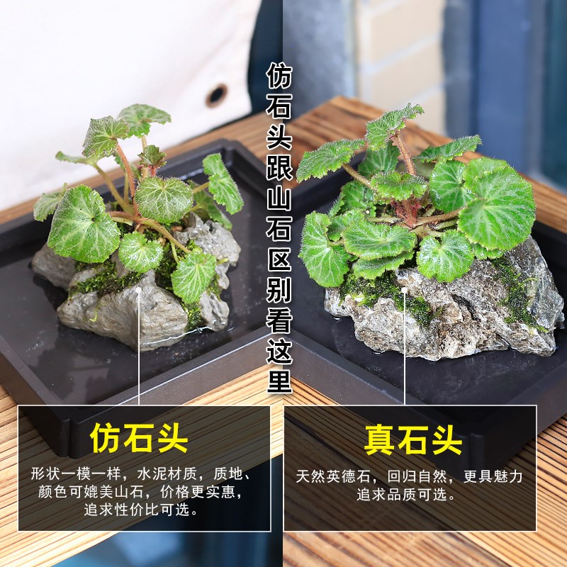 虎耳草小苗盆栽水草吸水石茶室桌面绿植苔藓微景观水陆缸水培植物