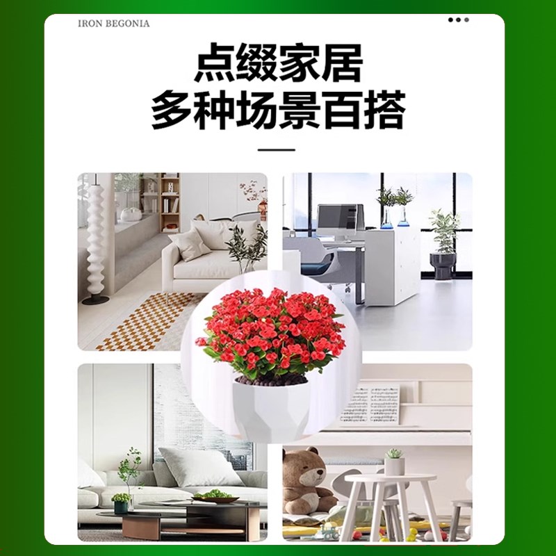 铁海棠盆栽花卉室内盆景绿植四季开花虎刺梅办公阳台花卉开花植物