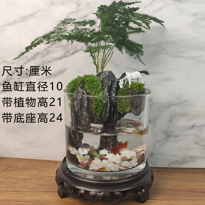 流水版文竹盆栽盆景植物室内苔藓微景观绿植办公桌水培生态瓶鱼缸