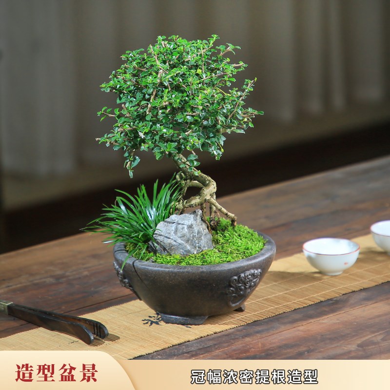 小叶福建茶盆栽老桩造型室内花卉庭院客厅观果植物好养桌面小盆景