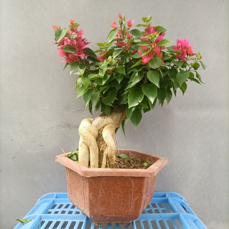 三角梅步步高红花庭院室内老桩小叶提根常M绿长花期阳台场地直销