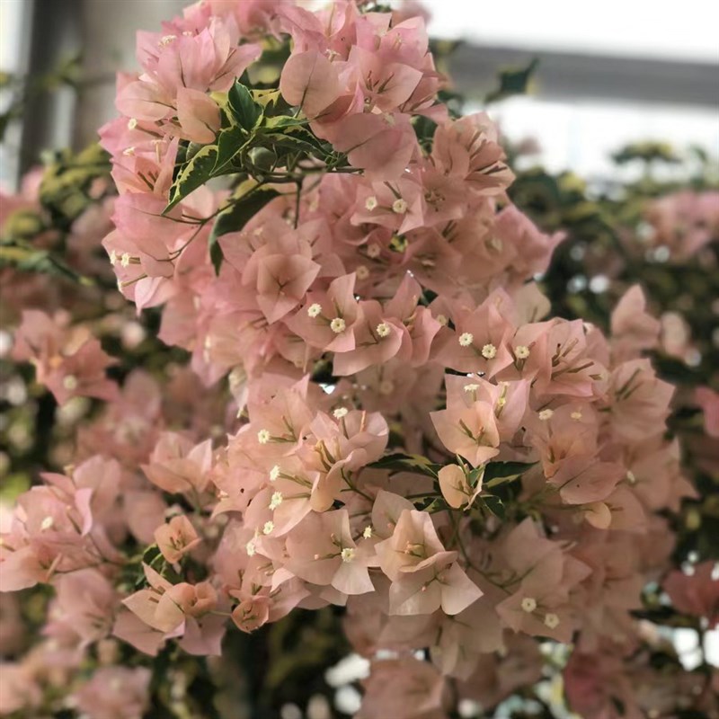 马斯原生三角梅凤凰稀有品种佩拉克高飘花四季开花爬藤绿植勤花