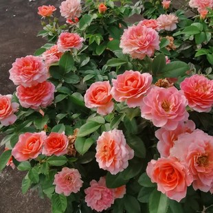 花苗大花微月多季 芳香王阳台月季 浓香盆栽玫瑰花庭院勤花香香公主