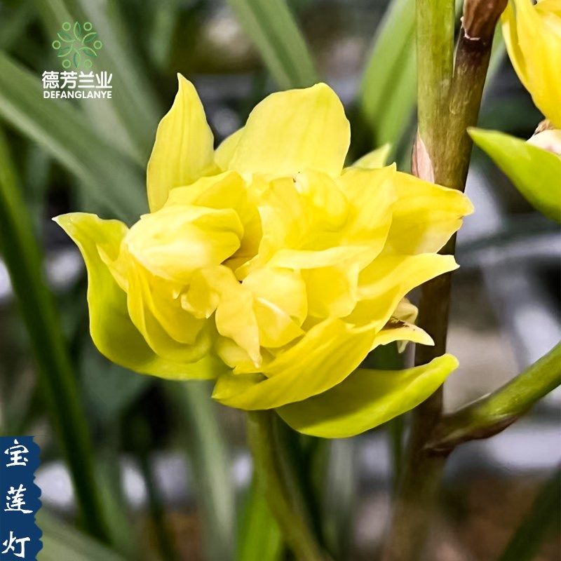 收藏级名贵兰花春剑宝莲灯带花苞高端名品室内阳台浓香型花卉盆栽