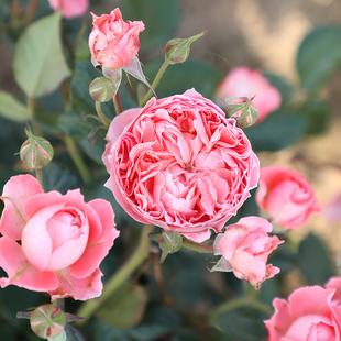 夏日花火 灌木月季 自育月季 多季 中花耐热 玫瑰 天狼月季