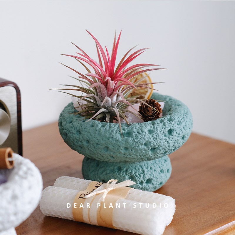 亲爱的绿植 空气凤梨绿植新奇好养懒人净化空气办公室花卉小盆栽