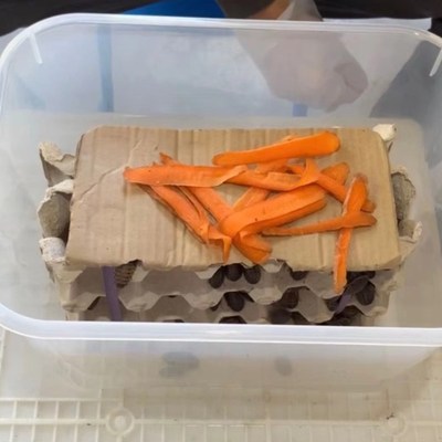 杜比亚蟑螂饲养箱 蟋蟀 大麦虫 黄粉虫 爬虫 爬宠盒