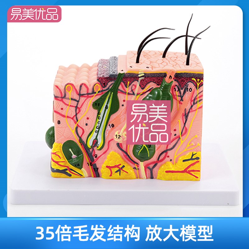 私密项目比基尼脱毛讲解模型层次原理人体结构整容美容院毛发放大