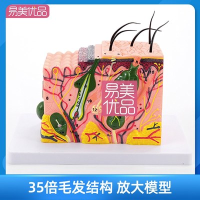 私密项目比基尼脱毛讲解模型层次原理人体结构整容美容院毛发放大