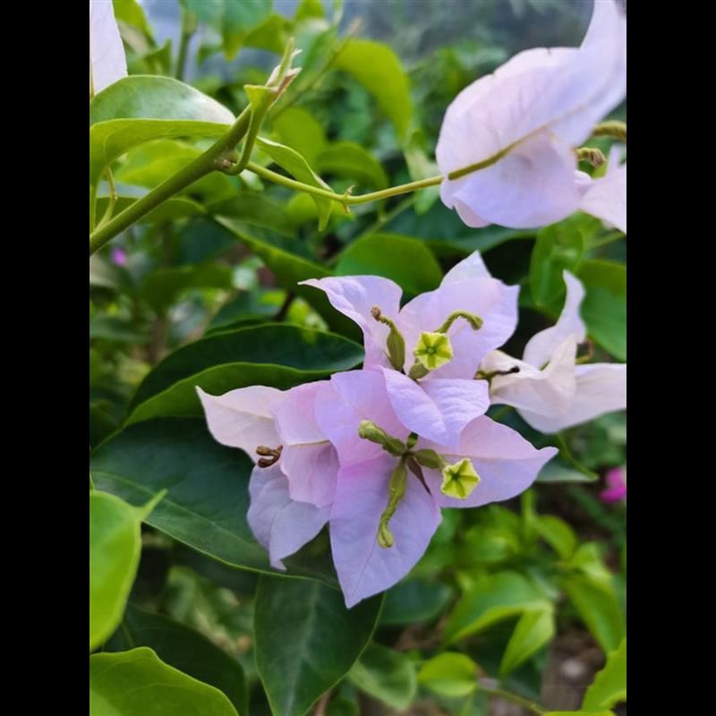 15元3棵  三角梅盆栽带花四季开花勤花精品重瓣三角梅苗花卉植物