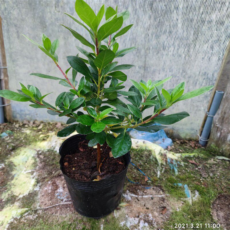 大富贵大红袍杜鹃花绿色光辉盆栽花卉重瓣大花庭院客厅阳台盆栽