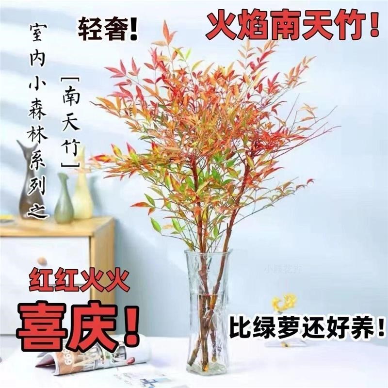 【南北方可越冬】南天竹苗盆栽水培火焰南天竹绿植室内老盆景庭院