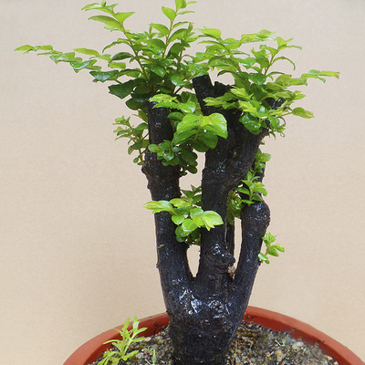 名贵小叶紫檀盆景植物室内盆景树树桩盆栽四季常青办公室桌面绿植
