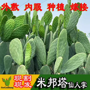 米邦塔仙人掌食用药用外敷消肿内服美容种植嫁接开花结果绿植盆栽