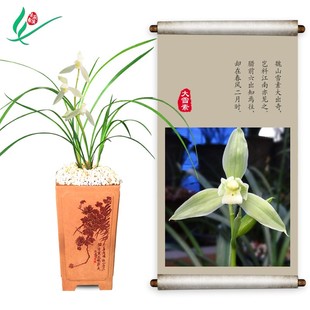 云南莲瓣兰花大雪素浓香花卉盆景盆栽土绿植兰带草植物花苞名贵苗