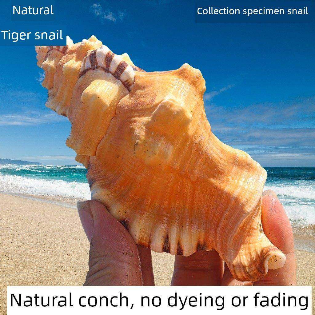 热卖天然海螺贝壳象鼻螺虎头螺标本螺收藏水族鱼缸家居装饰珊瑚,家居饰品,海螺/贝壳/珊瑚,淘宝优惠券,粉丝福利购,淘宝优惠卷