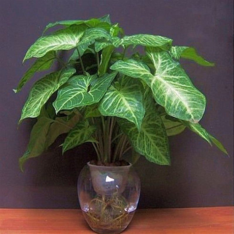 合果芋办公室书房客厅室内红粉佳人净化空气花卉盆栽盆景绿植水养,鲜花速递/花卉仿真/绿植园艺,绿植,淘宝优惠券,粉丝福利购,淘宝优惠卷