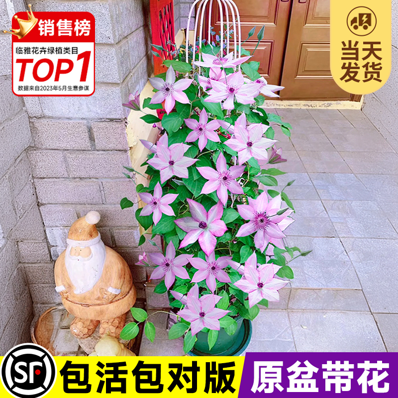 铁线莲小苗乌托邦三类铃铛爬藤植物室内鲜花花卉绿植盆栽四季开花