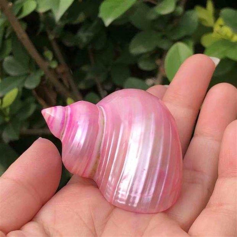 天然海螺贝壳白彩色荧光螺寄居蟹替换壳卷贝鱼窝鱼缸水族造景装饰,家居饰品,海螺/贝壳/珊瑚,淘宝优惠券,粉丝福利购,淘宝优惠卷