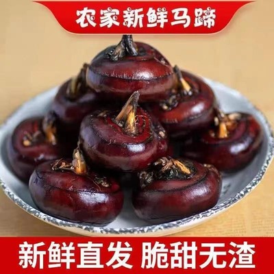 【下单立减30】正宗荔浦新鲜现挖马蹄清甜红皮水果荸荠特大果