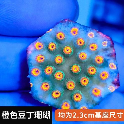 绿格子脑红叠瓦荧光草莓园橙色豆丁珊瑚绿提灯橙色提灯珊瑚恶魔糖