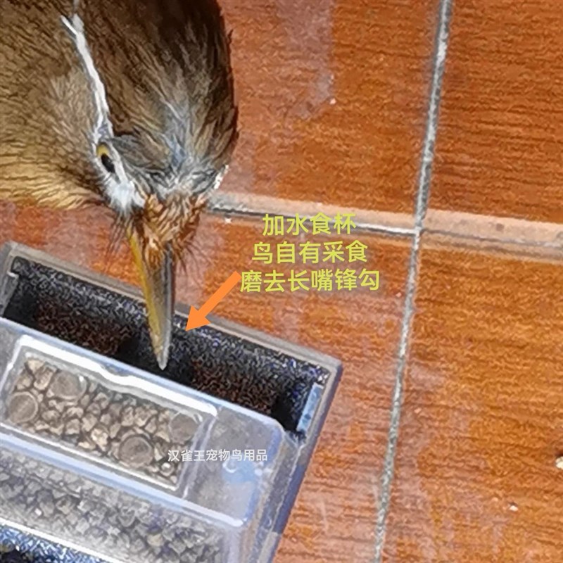 画眉鸟八哥鹦鹉长嘴锋勾鸟笼通用鸟用磨嘴杯防撒料透明食杯