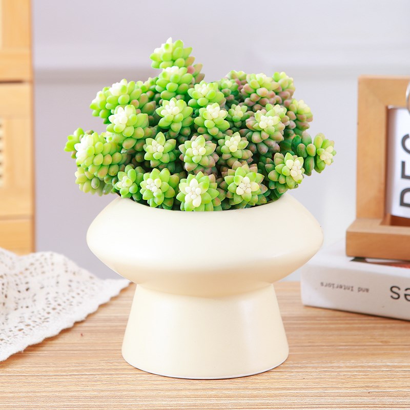 多肉植物雪花玉坠办公室易打理盆栽带盆栽好阳台新手好养活肉肉