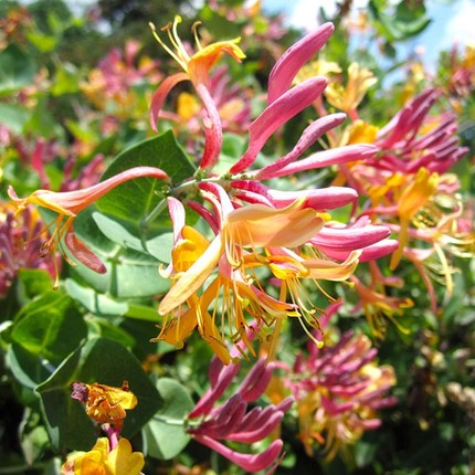 金银花京红久食用红色攀缘藤本花灌木树苗阳台垂吊爬藤盆栽花卉