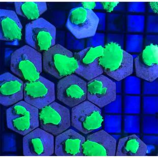 皮革珊瑚圣诞树花环皮革长杆大花皮革荧光绿须软体海水缸易养新手