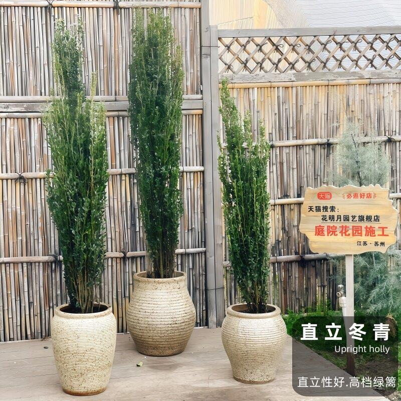 直立树冬青苗北直立冬青海道黄杨花庭植物常绿青境小叶冬青耐寒院
