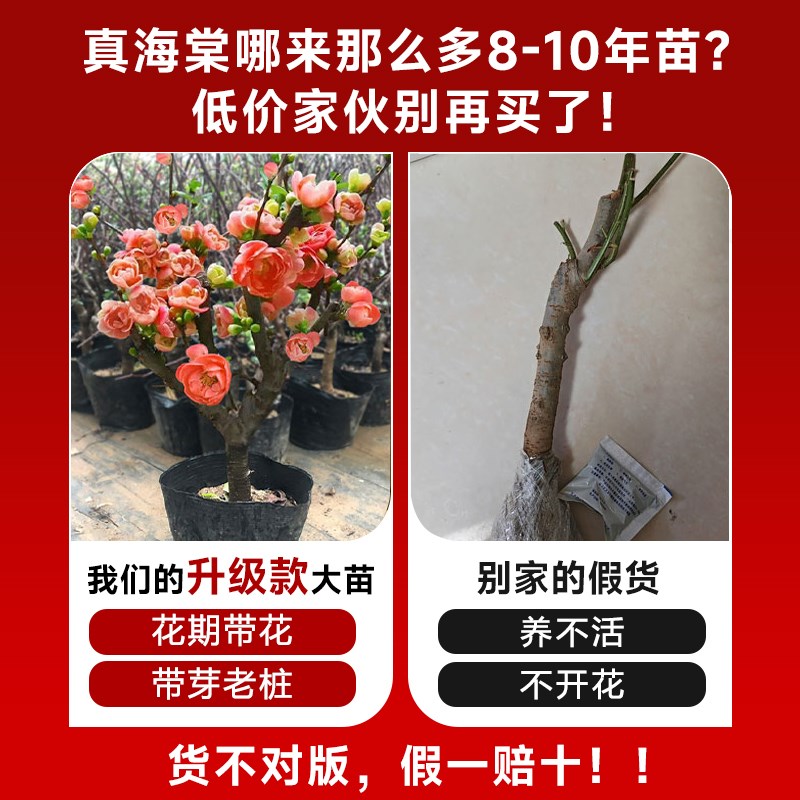 海棠花盆栽树苗盆景重瓣老桩庭院绿植物室内四季花卉开花好养易活