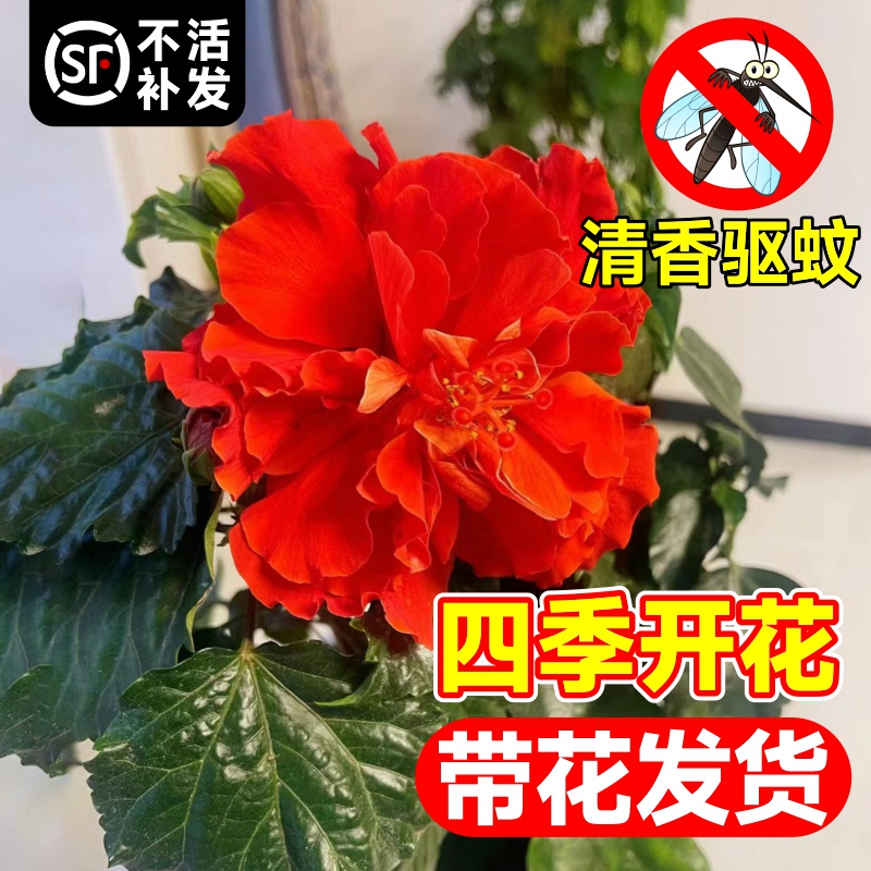 扶桑花树苗盆栽重瓣进口朱槿木槿花室内客厅庭院四季浓香花卉绿植