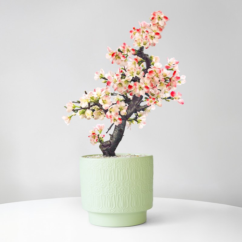 海棠花盆栽四季开花重瓣老桩树苗造型盆景室内办公室桌面花卉绿植