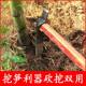 笋斧专用锄头农具家用探笋器神工具老式 工艺全8047钢锻打笋挖锄
