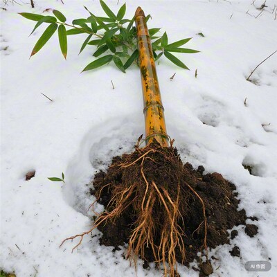 黄斑竹苗庭院竹子绿植物食用观赏庭院室外家养篱笆围栏围墙湘妃竹