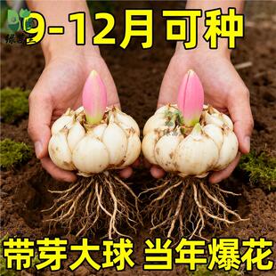 进口重瓣多头香水百合种球带牙耐寒当年盆栽室内外花卉绿植盆栽