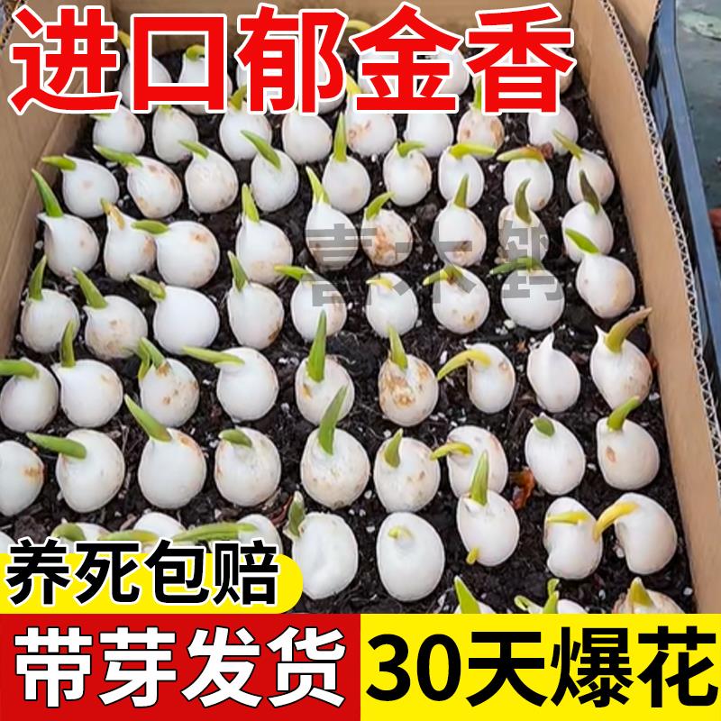 郁金香成品苗花带苞净种球