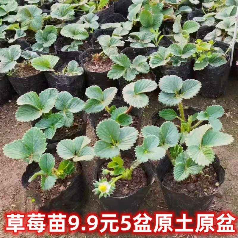 草莓苗四季盆栽食用黑巴克草莓苗秧红颜丹东99带土巨无霸淡雪香蕉,鲜花速递/花卉仿真/绿植园艺,红掌/凤梨/温室花卉,淘宝优惠券,粉丝福利购,淘宝优惠卷