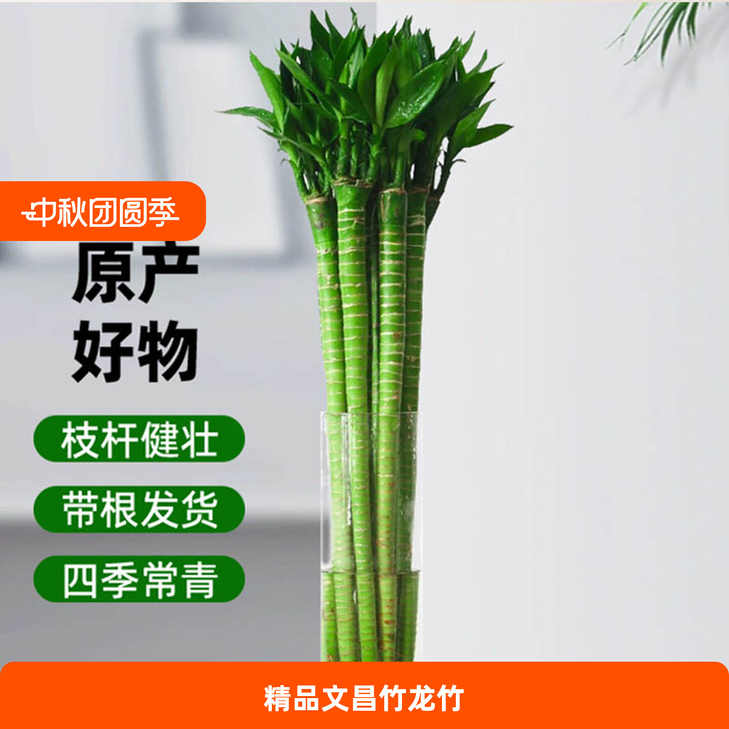 带根文昌竹富贵龙水养植物