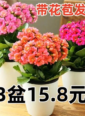 长寿花盆栽带花苞金狐狸四季开大花易活好养室内绿植花卉多肉植物