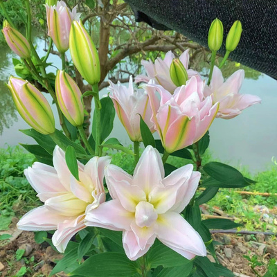 香水百合种球四季开花耐寒